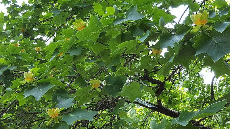 El Liriodendron tulipifera es un árbol grande