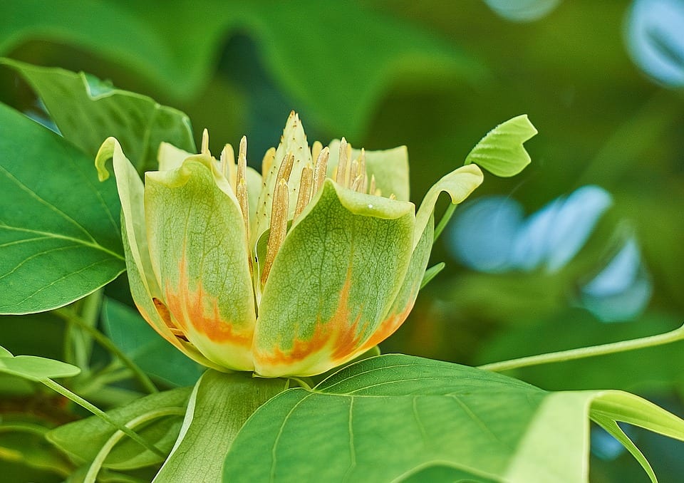 Liriodendron tulipifera: cultivo del tulípero de Virginia