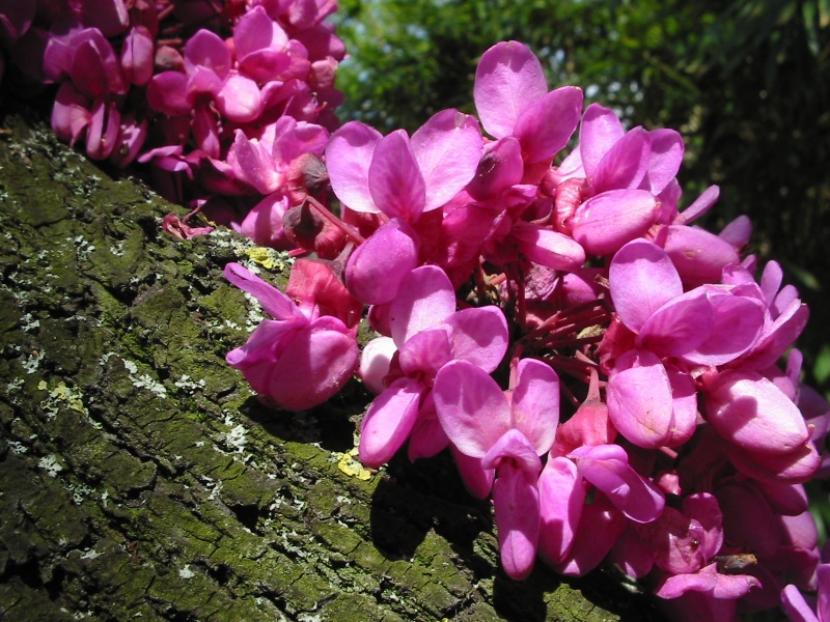 Árboles pequeños para jardín: 12 especies y sus medidas