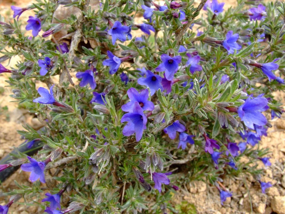 arbusto lleno de flores moradas en forma de campanillas