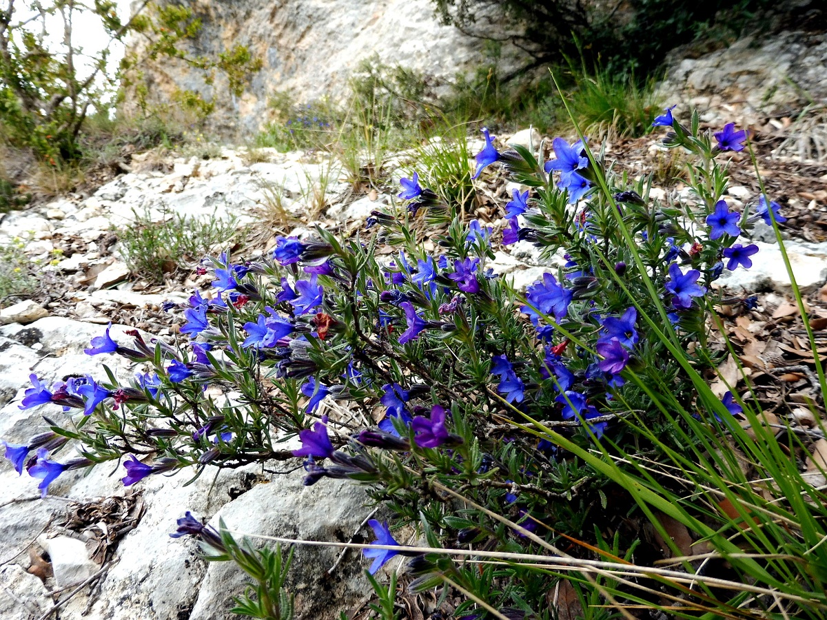 arbusto que sobre sale de unas piedras y de color violeta