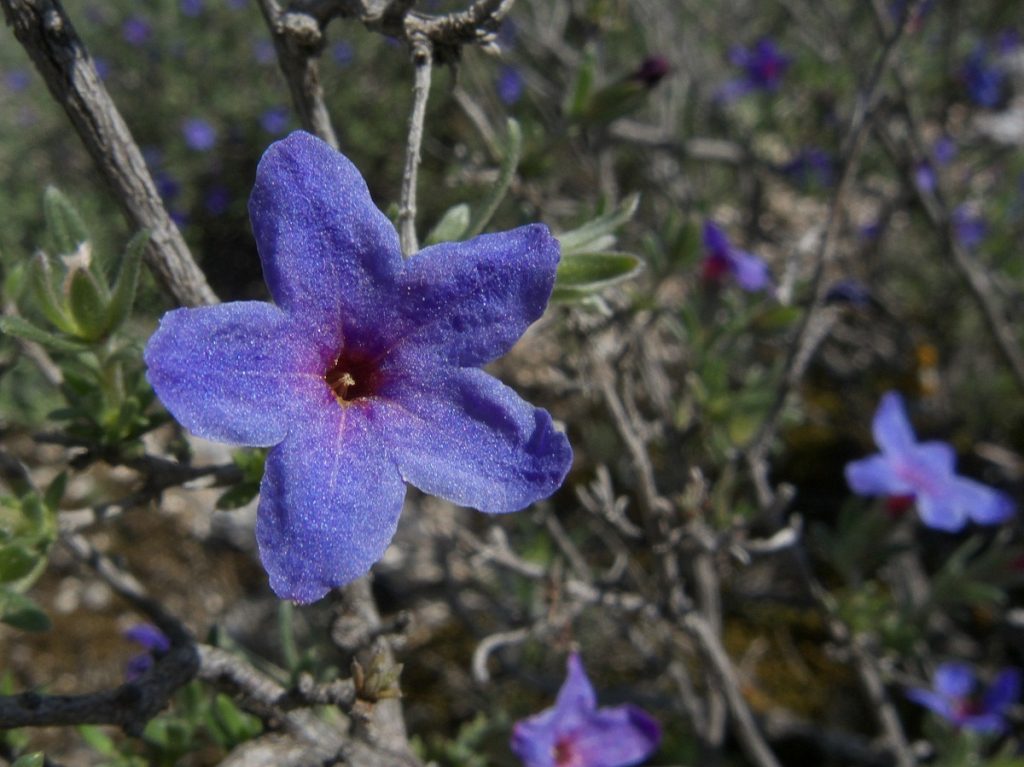 Detalle de las flores azul violáceo en forma de embudo de la hierba de las siete sangrías