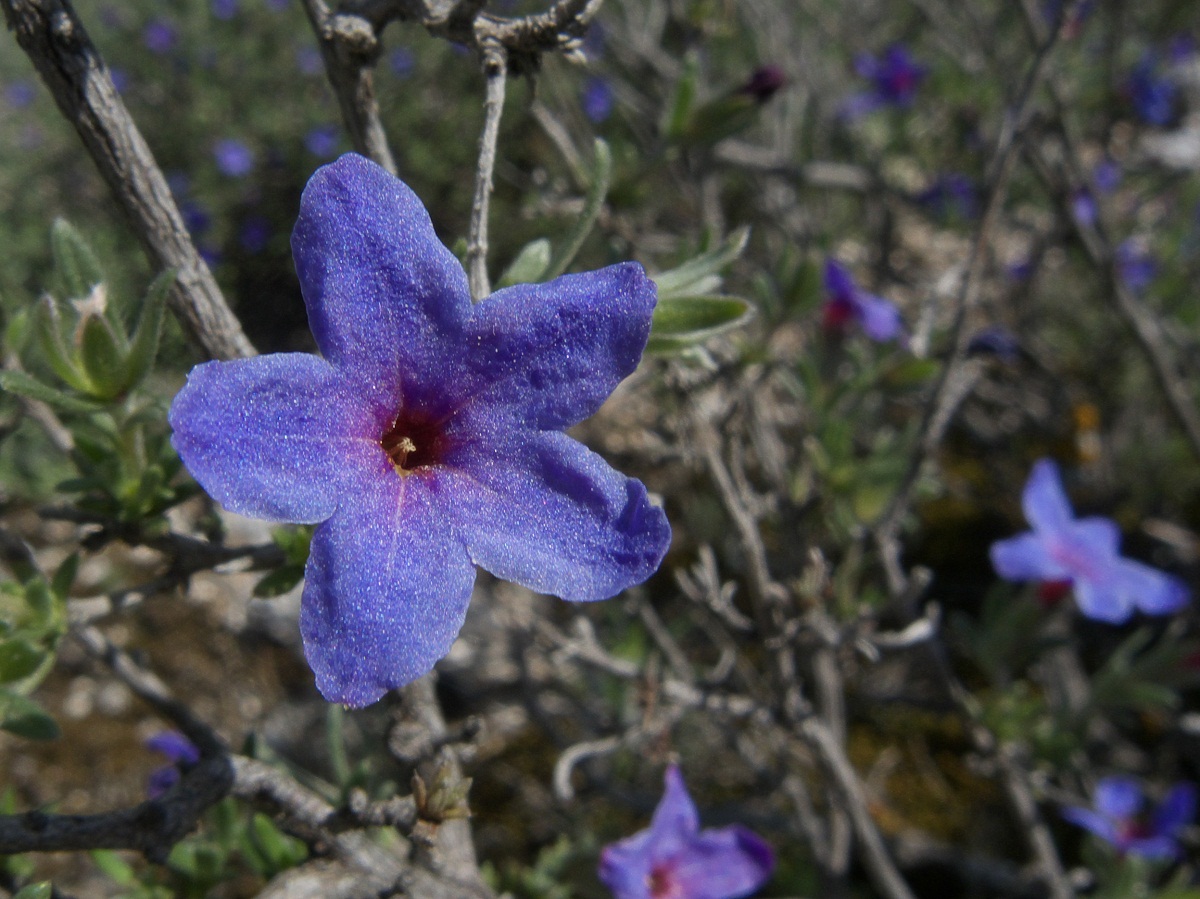 imagen ampliada de flor de color violeta