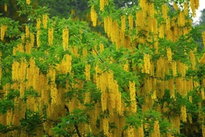 Ejemplar de Laburnum alpinum cubierto de racimos amarillos en primavera