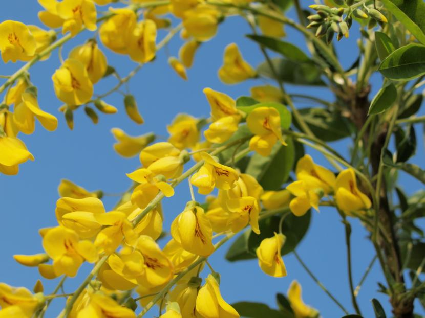 Lluvia de oro (Laburnum): cultivo, poda y toxicidad