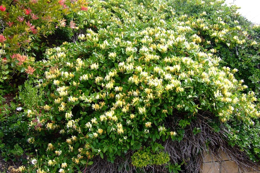Lonicera japonica: cultivo, poda y control de la madreselva