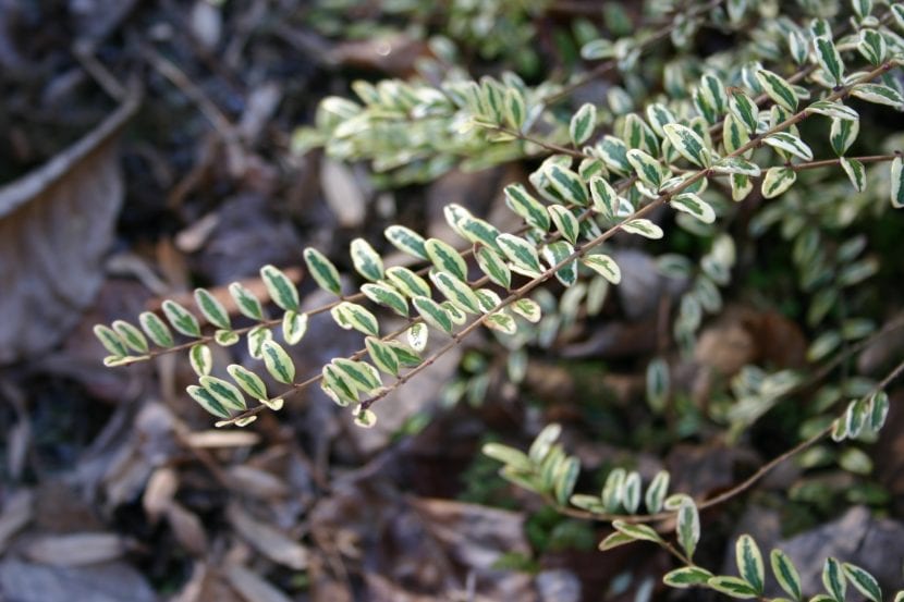 La Lonicera nitida puede tener las hojas variegadas