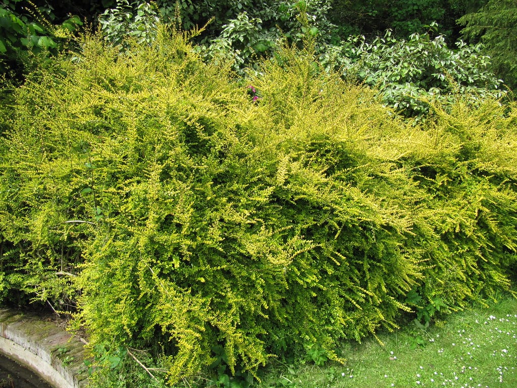 Lonicera nitida: seto recortado sin plagas de boj