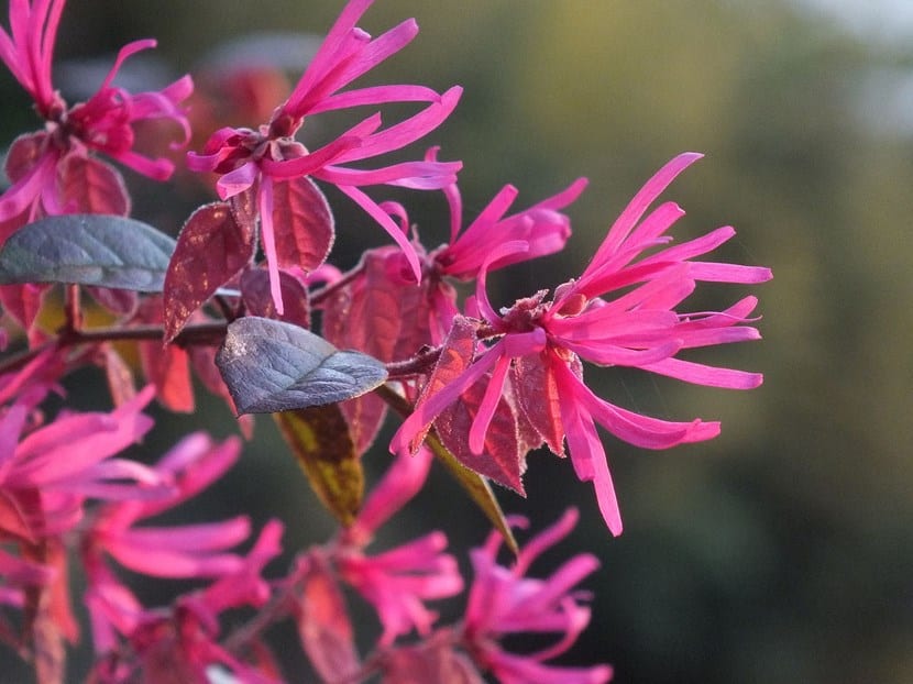 Flores de Loropetalum