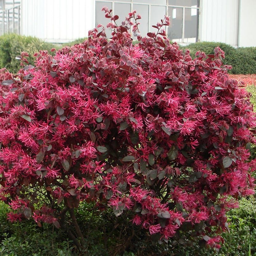 Arbusto Loropetalum