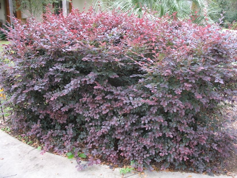 Loropetalum: cultivo, poda y suelo ácido del arbusto púrpura