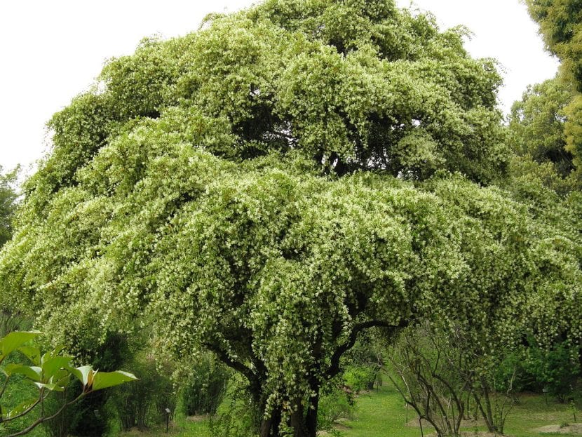 Árbol de Loropetalum chinense