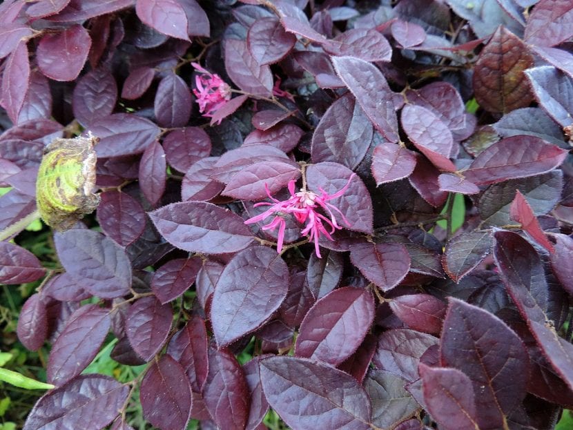 Hojas del Loropetalum chinense var rubrum