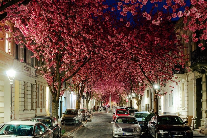 Árboles más bonitos del mundoÁrboles más bonitos del mundo