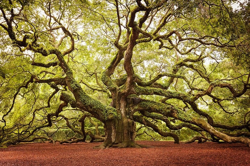 Árboles más bonitos del mundo