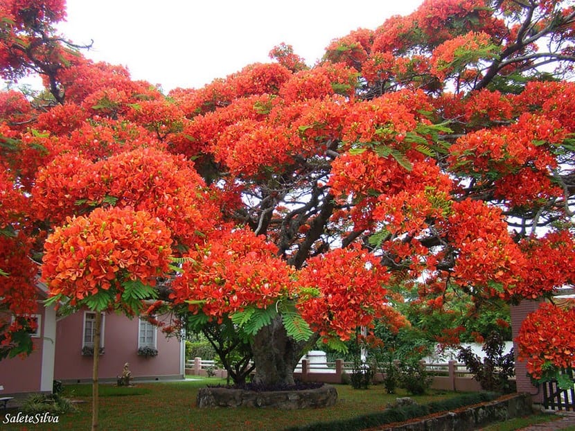 Árboles más bonitos del mundoÁrboles más bonitos del mundo