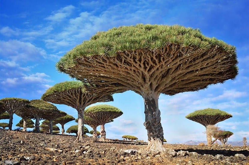 Árboles más bonitos del mundo
