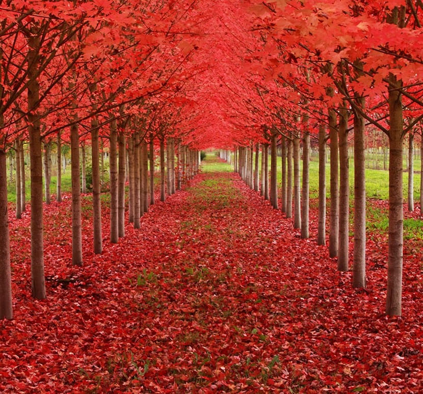 Los árboles más bonitos del mundo: color, corteza y forma
