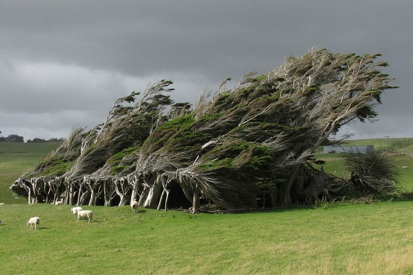 Árboles más bonitos del mundo
