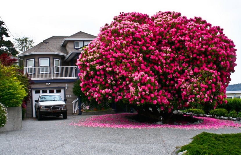 Árboles más bonitos del mundo