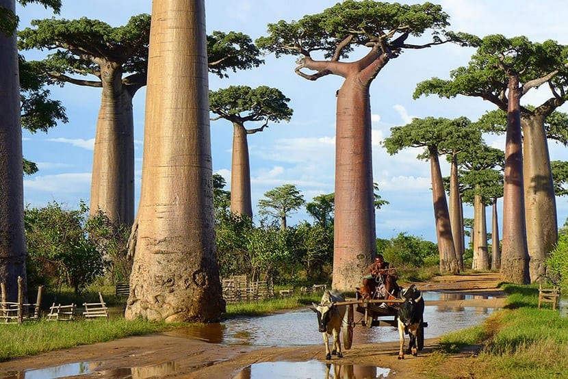 Árboles maravillosos del mundo: avenidas, baobabs y récords