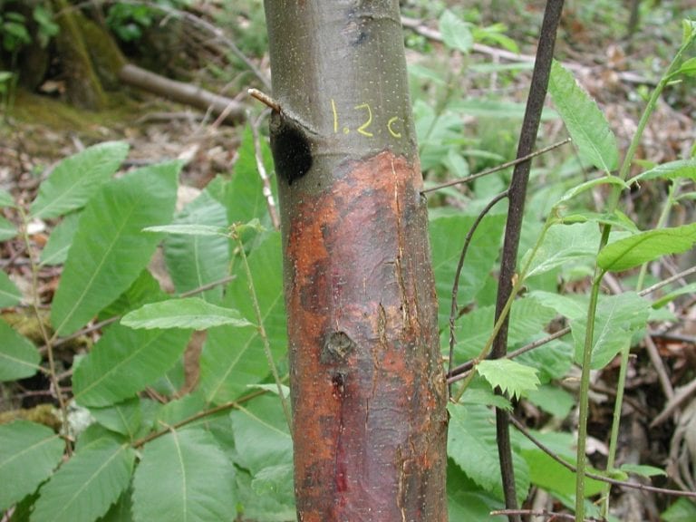Chancro en el tronco de un árbol con la corteza hundida y agrietada