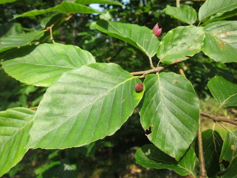 Fagus sylvatica