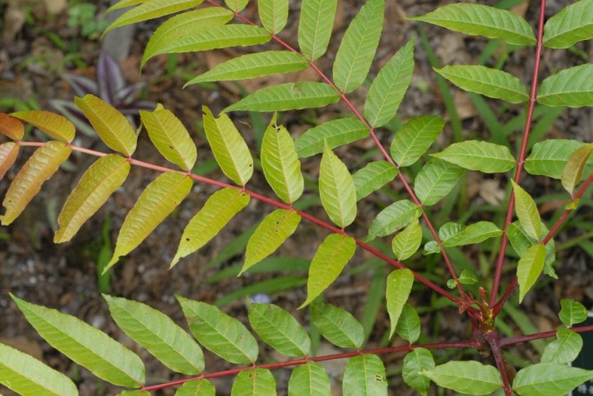 Toona sinensis