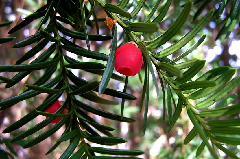 Tejo (Taxus baccata): toxicidad, riesgos y cultivo