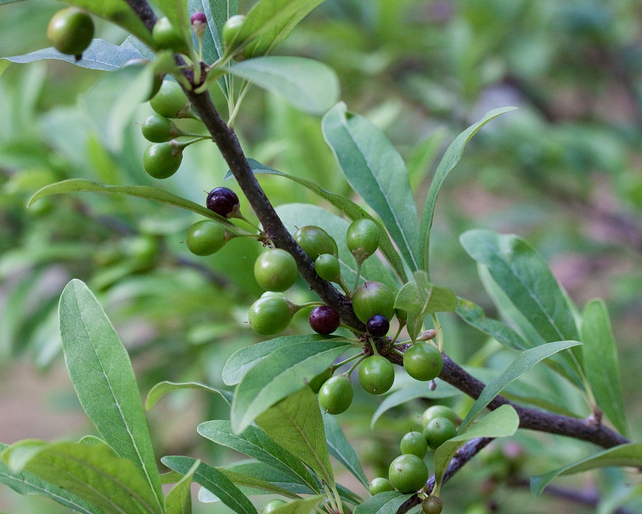 Madera de acero (Krugiodendron ferreum): cultivo y cuidados