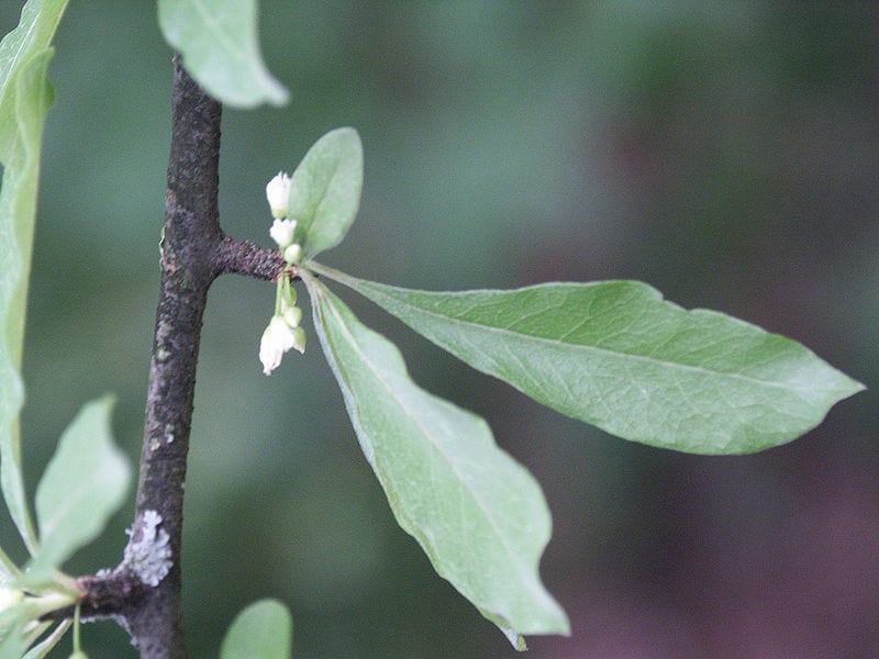 Hojas de la madera de acero