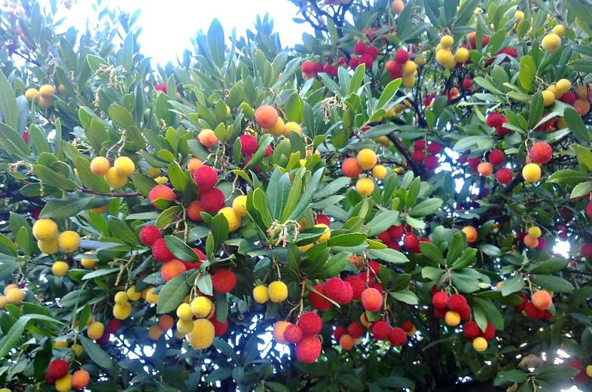 los frutos del madroño no son comestibles