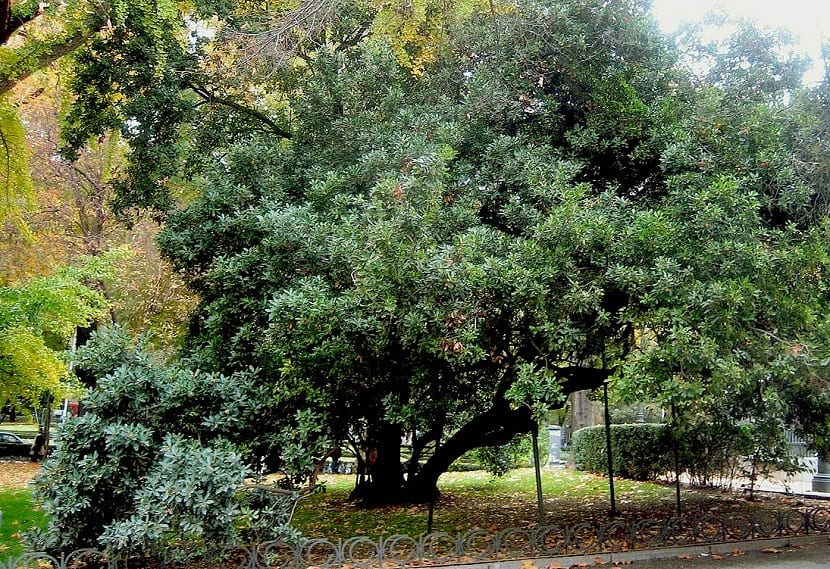 el madroño como árbol representante del mediterráneo