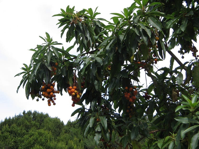 Madroño canario (Arbutus canariensis): cultivo y cuidados