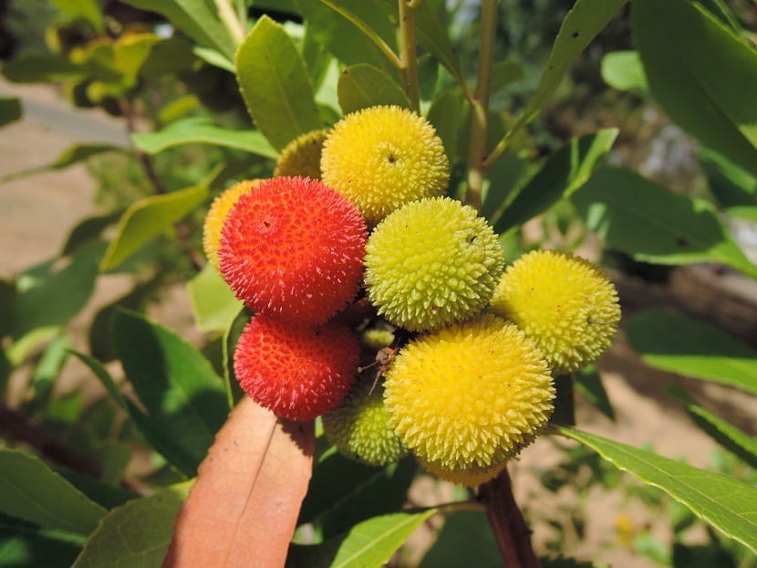 frutos de diferentes colores tipicos de arboles canarios
