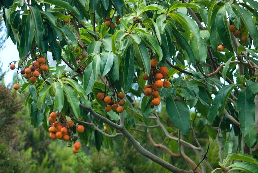 frutos pequeños de color naranja que crece en los arboles canarios