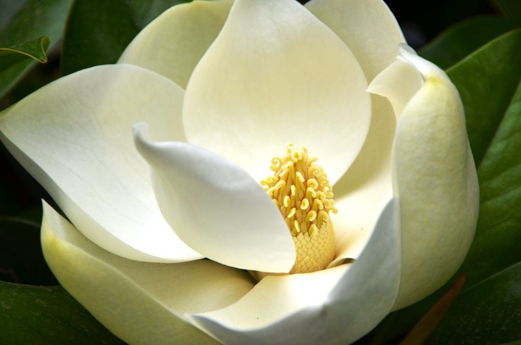 Magnolia grandiflora: cuidados, suelo, poda y floración