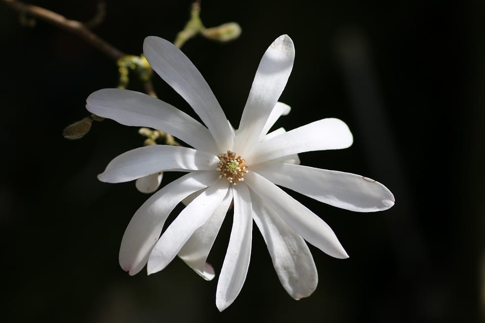 Magnolia stellata: cuidados, suelo, riego y poda