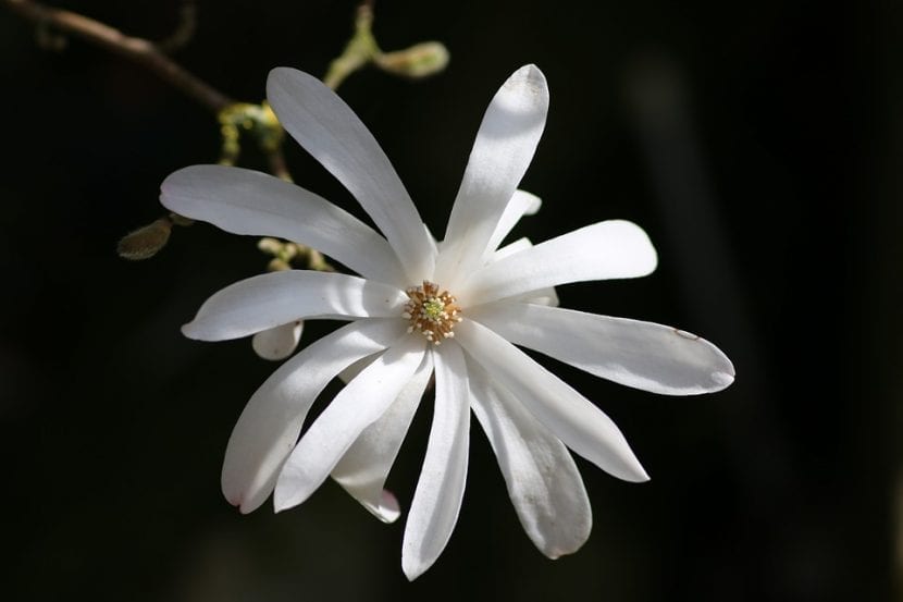 Magnolia stellata