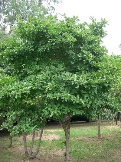 Vista de la Magnolia stellata