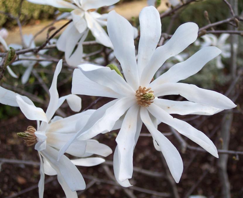 Magnolia stellata