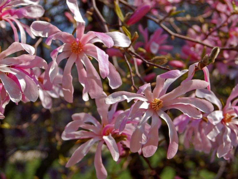 Magnolia stellata ''Rosea''