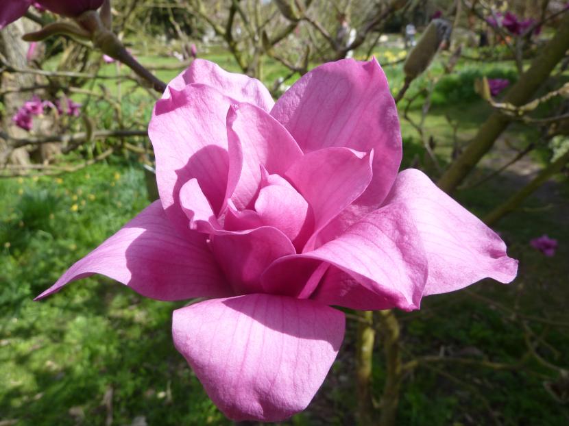Magnolia 'Vulcan'
