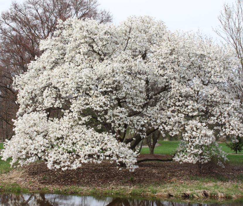 Magnolia Kobus Borealis