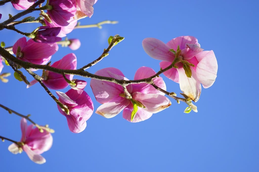 Magnolia