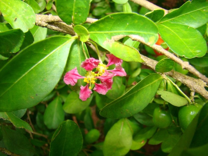 Planta de acerola en flor