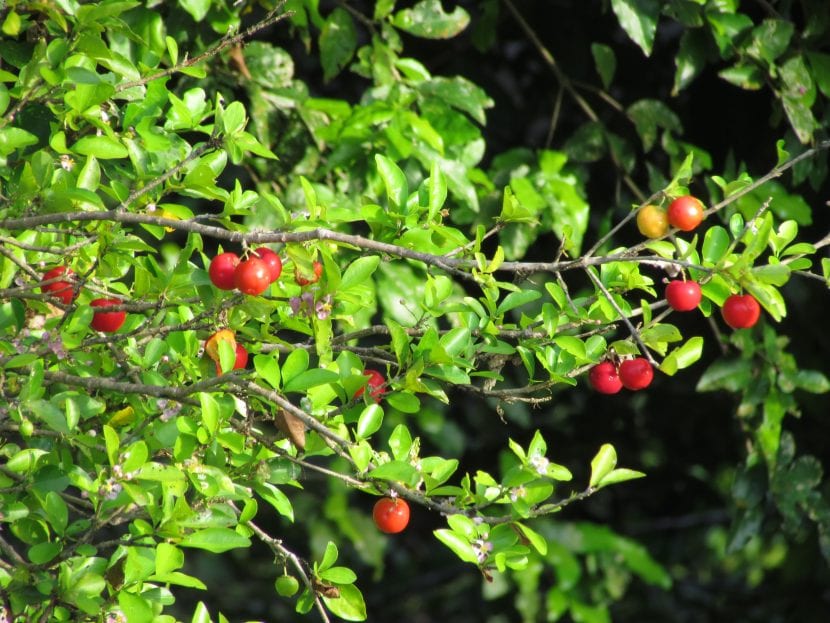 Maplighia emarginata, hojas, ramas y frutos de la acerola