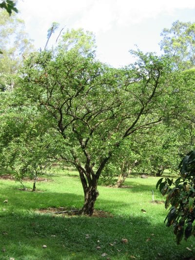 Vista del árbol de acerola