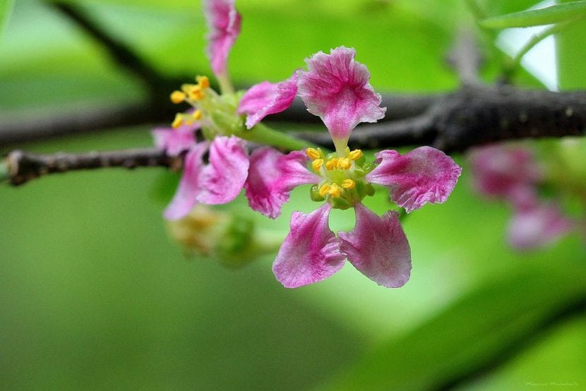 Flores de acerola