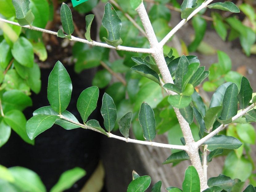 Ramas y hojas de la Mapighia emarginata, el árbol de acerola